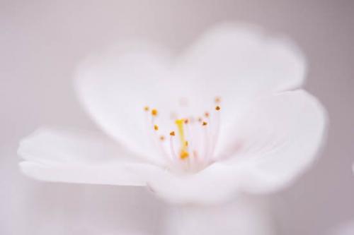 Bloom;Blossom;Blossoms;Botannicals;Cherry Blossom;Cherry Tree;Close-up;Flower;Floweret;Flowering;Flowers;Image type;Oneness;Oriental;Peaceful;Petal;Petals;Photo specs;Plant;Soft Focus;White;bloom;botanical;flora;floral;zen