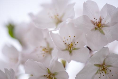 Bloom;Blossom;Blossoms;Botanical;Calm;Cherry Blossom;Cherry Tree;Close-up;Floral;Floweret;Flowering;Flowers;Flowers & Plants;Healing;Health care;Healthcare;Image type;Looking up;Macro;Nature;Pastoral;Petal;Petals;Photo specs;Seasons;Spring;Springtime;White;bloom;botanicals;flora;floral;flower;oneness;oriental;peaceful;plant;plants;restful;serene;soothing;tranquil;zen
