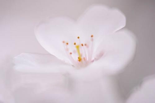 Bloom;Blossom;Blossoms;Botannicals;Cherry Blossom;Cherry Tree;Close-up;Flower;Floweret;Flowering;Flowers;Image type;Oneness;Oriental;Peaceful;Petal;Petals;Photo specs;Plant;Soft Focus;White;bloom;botanical;flora;floral;zen