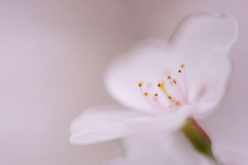 Petals;Cherry Tree;Blossom;floral;White;Petal;Flora;Flower;Bloom;close-up;Flowering;Cherry Blossom;Close-up;Flowers