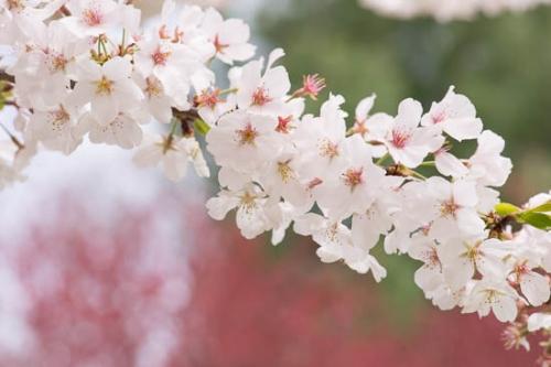Bloom;Blossom;Blossoms;Botannicals;Cherry Blossom;Cherry Tree;Close-up;Flower;Floweret;Flowering;Flowers;Image type;Oneness;Oriental;Peaceful;Petal;Petals;Photo specs;Plant;White;bloom;botanical;flora;floral;zen