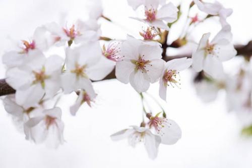 Bloom;Blossom;Blossoms;Botannicals;Cherry Blossom;Cherry Tree;Close-up;Flower;Floweret;Flowering;Flowers;Image type;Oneness;Oriental;Peaceful;Petal;Petals;Photo specs;Plant;White;bloom;botanical;flora;floral;zen