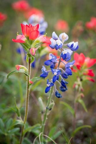 Bloom;Blossom;Blossoms;Blue;Bluebonnet;Bluebonnets;Close-up;Flower;Floweret;Flowering;Flowers;Green;Indian Paintbrush;Oneness;Petal;Petals;Red;Texas;Texas Bluebonnet;White;Wildflower;bloom;flora;floral;zen
