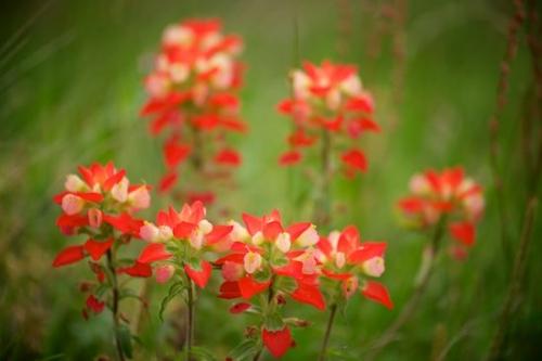 Indian Paintbrush;White;Flowers;Green;floral;Flowering;Red;Texas;Wildflower;Flower;Flora;Blossom;Bloom;Petals