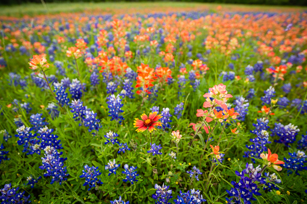 Bloom;Blossom;Blossoms;Blue;Bluebonnets;Blues;Calm;Close-up;Cool Colors;Cool Palette;Cool Tones;Flora;Floral;Floweret;Flowering;Flowers;Flowers & Plants;Healing;Health care;Healthcare;Indian Paintbrush;Lupinus texensis;Macro;Nature;Pastoral;Petal;Petals;Seasons;Spring;Springtime;Texas;Texas Bluebonnet;United States;White;Yellow;bloom;blue;color;flora;floral;flower;green;landscape;oneness;peaceful;plants;red;restful;serene;soothing;tranquil;wildflower;zen