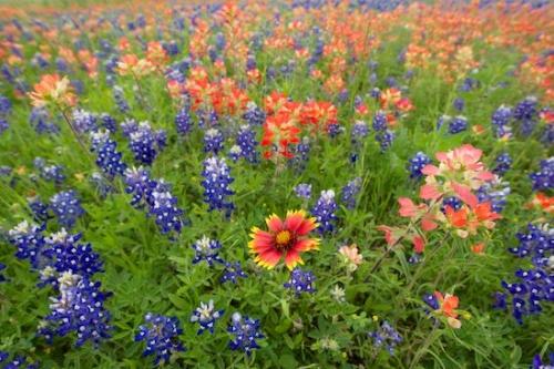 Bluebonnet;Indian Paintbrush;Flowers;Bluebonnets;Bloom;floral;Petal;Petals;Texas;Texas Bluebonnet;Red;White;Wildflower;Flower;Blossom;Green;Blue;Flowering;Flora