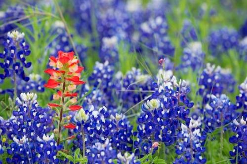White;Flowering;Wildflower;Bluebonnet;Bloom;Flora;Texas;Petals;Green;Blue;Flowers;Bluebonnets;Blossom;Flower;floral;Indian Paintbrush;Petal;Red;Texas Bluebonnet