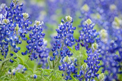 Bloom;Blossom;Blossoms;Blue;Bluebonnet;Bluebonnets;Close-up;Flower;Floweret;Flowering;Flowers;Green;Oneness;Pastoral;Peaceful;Petal;Petals;Texas;Texas Bluebonnet;Wildflower;bloom;flora;floral;zen