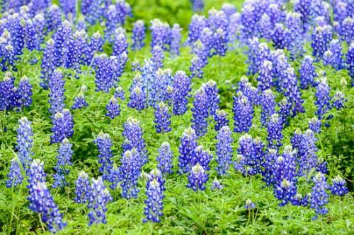 Bloom;Blossom;Blossoms;Blue;Bluebonnet;Bluebonnets;Close-up;Floret;Flower;Floweret;Flowering;Flowers;Flowers & Plants;Green;Healing;Health care;Healthcare;Image type;Leaf;Macro;Nature;Oneness;Pastoral;Peaceful;Petal;Petals;Photo specs;Plant;Texas;Texas Bluebonnet;White;Wildflower;bloom;botanical;botanicals;calm;flora;floral;greenery;restful;serene;soothing;tranquil;zen