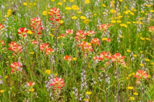 Bloom;Blossom;Blossoms;Close-up;Flower;Floweret;Flowering;Flowers;Green;Indian Paintbrush;Oneness;Pastoral;Peaceful;Petals;Red;Texas;White;Wildflower;bloom;flora;floral