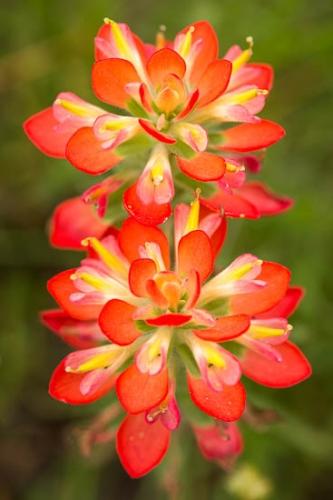 Bloom;Blossom;Blossoms;Close-up;Flower;Floweret;Flowering;Flowers;Green;Indian Paintbrush;Oneness;Pastoral;Peaceful;Petals;Red;Texas;White;Wildflower;bloom;flora;floral;zen