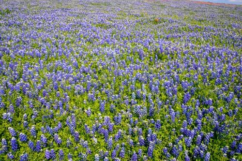 Abstract;Abstraction;Bloom;Blossom;Blossoms;Blue;Bluebonnet;Bluebonnets;Blues;Botanical;Calm;Cool Colors;Cool Palette;Cool Tones;Floral;Floweret;Flowering;Flowers;Flowers & Plants;Healing;Health care;Healthcare;Line;Nature;Pastoral;Petal;Petals;Seasons;Spring;Springtime;Sunlight;Sunshine;Texas;Texas Bluebonnet;bloom;blue;botanicals;color;field;flora;floral;flower;green;landscape;leaves;oneness;pattern;peaceful;plant;plants;red;restful;serene;soothing;sunlit;texture;tranquil;wildflower;zen
