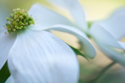 Petal;zen;Details;Flowers;Pastoral;close-up;floral;Close-up;Blossom;Bloom;Flora;Petals;Pink Dogwood;Dogwood;Flower;Oneness;Wildflower;Peaceful;Flowering