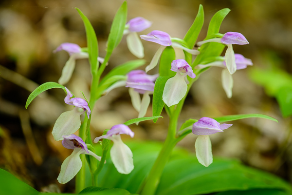 Big South Fork;Bloom;Blossom;Blossoms;Botanical;Calm;Close-up;Flora;Floral;Floweret;Flowering;Flowers;Flowers & Plants;Healing;Health care;Healthcare;Macro;Minimalism;Nature;Pastoral;Petal;Pink;Plant;Seasons;Showy Orchis;Spring;Springtime;Sunlight;Sunshine;Tennessee;United States;bloom;botanicals;flora;floral;flower;green;leaves;oneness;peaceful;plants;purple;restful;serene;soothing;sunlit;tranquil;wildflower;zen