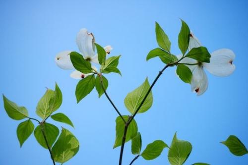 Big South Fork;floral;dogwood;Blossom;Dogwood;Flowering;Rachel;Close-up;Bloom;Wildflower;Flower;Flora;Petals;botanicals;botanical;Flowers;Petal