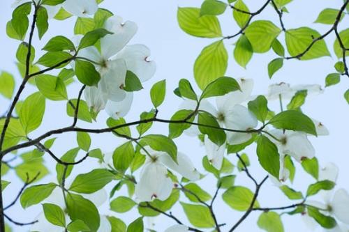 Big South Fork;Bloom;Blossom;Blossoms;Blue;Close-up;Dogwood;Flower;Floweret;Flowering;Flowers;Flowers & Plants;Green;Healing;Health care;Healthcare;Image type;Leaf;Leaves;Nature;Oneness;Pastoral;Peaceful;Petal;Petals;Photo specs;Plant;Plants;Tree;White;Wildflower;bloom;botanical;botanicals;calm;flora;floral;limbs;restful;serene;soothing;tranquil;tree limbs;zen