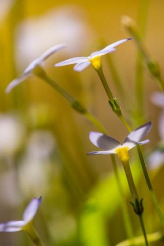 Big South Fork;Bloom;Blossom;Blossoms;Blue;Bluets;Close-up;Floret;Flower;Floweret;Flowering;Flowers;Green;Image type;Looking up;Modern;Oneness;Pastoral;Peaceful;Petal;Petals;Photo specs;Plant;Plants;Purple;Wildflower;bloom;botanical;botanicals;flora;floral;lavendar;modern art;zen