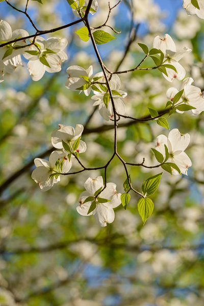 Bloom;Blossom;Blossoms;Botanical;Branches;Calm;Close-up;Cumberland Falls;Dogwood;Floral;Floweret;Flowering;Flowers;Flowers & Plants;Healing;Health care;Healthcare;Image type;Macro;Nature;Pastoral;Petal;Petals;Photo specs;Plant;Seasons;Spring;Springtime;Sunlight;Sunshine;Tree;bloom;botanicals;flora;floral;flower;green;greenery;leaves;limbs;oneness;peaceful;plants;restful;serene;soothing;sunlit;tranquil;tree limbs;wildflower;zen