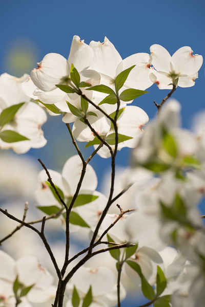Bloom;Blossom;Blossoms;Blue;Botanical;Calm;Close-up;Cumberland Falls;Dogwood;Flora;Floral;Floweret;Flowering;Flowers;Flowers & Plants;Healing;Health care;Healthcare;Image type;Leaf;Macro;Nature;Pastoral;Petal;Petals;Photo specs;Plant;Seasons;Spring;Springtime;Sunlight;Sunshine;bloom;botanicals;flora;floral;flower;foliage;green;leaves;oneness;peaceful;plant;plants;restful;serene;sky;soothing;sunlit;tranquil;wildflower;zen