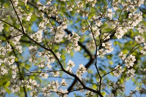 Bloom;Blossom;Blossoms;Blue;Brown;Close-up;Cumberland Falls;Dogwood;Flower;Floweret;Flowering;Flowers;Flowers & Plants;Green;Healing;Health care;Healthcare;Image type;Landscape;Leaves;Looking up;Oneness;Pastoral;Peaceful;Petal;Petals;Photo specs;Plant;White;Wildflower;bloom;botanical;botanicals;calm;flora;floral;restful;serene;soothing;tranquil;zen