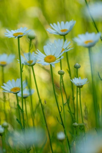 Blossom;Blossoms;Calm;Concepts;Cool Colors;Cool Palette;Cool Tones;Daisies;Floral;Floweret;Flowering;Flowers;Flowers & Plants;Green;Greens;Healing;Health care;Healthcare;Macro;Nature;Oneness;Pastoral;Plant;Seasons;Spring;Springtime;Sunshine;Yellow;bloom;color;daisy;flora;floral;flower;foliage;landscape;peaceful;plants;restful;serene;soothing;sunlit;tranquil;zen