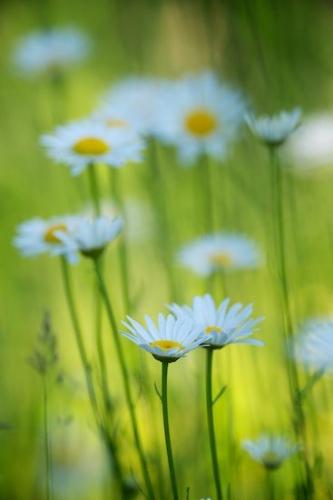 floral;daisies;Petals;flower;Green;Flower;Peaceful;Pastoral;White;Wildflower;Yellow;Blossom;Close-up;daisy;Flora;Flowering;Bloom;Orange;stem;zen;Oneness;close-up;Flowers;Details