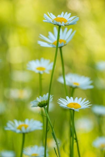 Blossom;Blossoms;Calm;Concepts;Cool Colors;Cool Palette;Cool Tones;Daisies;Floral;Floweret;Flowering;Flowers;Flowers & Plants;Green;Greens;Healing;Health care;Healthcare;Macro;Nature;Oneness;Pastoral;Plant;Seasons;Spring;Springtime;Sunshine;Yellow;bloom;color;daisy;flora;floral;flower;foliage;landscape;peaceful;plants;restful;serene;soothing;sunlit;tranquil;zen