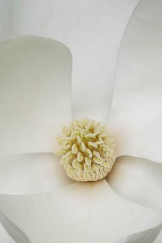 Bloom;Blossom;Blossoms;Close-up;Flower;Floweret;Flowering;Flowers;Image type;Magnolia;Petal;Petals;Photo specs;Pistil;Stamen;bloom;botanical;botanicals;flora;floral