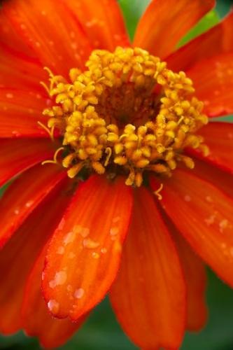 Orange;water;Wildflower;droplet;botanicals;Flowering;dew;botanical;Petal;Blossom;Yellow;drop;Flora;drops;Bloom;Gerbera daisy;Close-up;dewy;Petals;floral;dew drops;Green;Flower