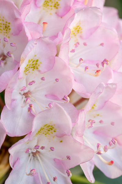 Blossom;Blossoms;Calm;Close-up;Floral;Floweret;Flowering;Flowers;Flowers & Plants;Healing;Health care;Healthcare;Macro;Nature;New Jersey;Pastoral;Petal;Petals;Pink;Rhododendron;Sunlight;Sunshine;bloom;flora;floral;flower;oneness;peaceful;plants;restful;serene;soothing;sunlit;tranquil;zen