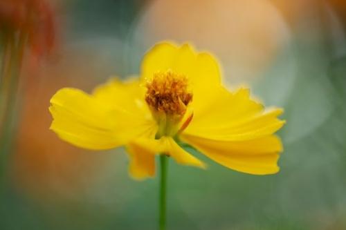 Petal;cosmos;Flowering;Blossom;Orange;Cosmos Flowers;Cosmos;floral;Petals;Close-up;botanical;Wildflower;Yellow;green;Flora;Gold;Flowers;Flower