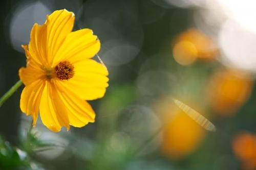 Flowers;Flower;Oneness;Orange;Green;floral;botanical;cosmos;Flowering;Flora;Blossom;Details;green;Cosmos Flowers;Gold;Pastoral;Petals;Wildflower;Peaceful;stem;botanicals;Yellow;Cosmos;zen;Plants;Petal;Bloom;Close-up;close-up