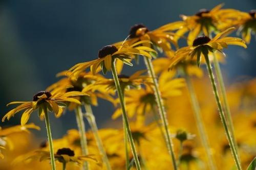 Pistil;Brown;Gold;stem;Flowering;Flowers;Blossom;Petal;Stamen;Yellow;floral;flower;Black-eyed Susan;Petals;Close-up;Flower;Flora;Wildflower