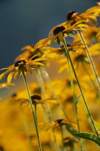 Flowers;Gold;flower;Close-up;Flowering;floral;Petals;Stamen;Petal;Wildflower;Yellow;Black-eyed Susan;Flora;Flower;Blossom;stem;Pistil;Brown