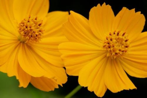 Peaceful;Orange;Yellow;Cosmos Flowers;Gold;Oneness;Wildflower;Flowering;Flora;Blossom;Cosmos;Petals;floral;Close-up;Flower;Details;Petal;Flowers;close-up;botanical;cosmos