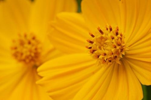 Cosmos Flowers;Wildflower;Cosmos;botanical;Flower;Flowering;Flora;Flowers;Petals;Close-up;Orange;Gold;floral;Petal;Yellow;Blossom;cosmos