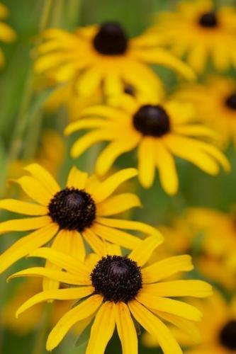 Flowering;Petal;Petals;Close-up;Black-eyed Susan;Wildflower;Gold;Flower;botanical;Yellow;floral;Flora;Flowers;Blossom;flower