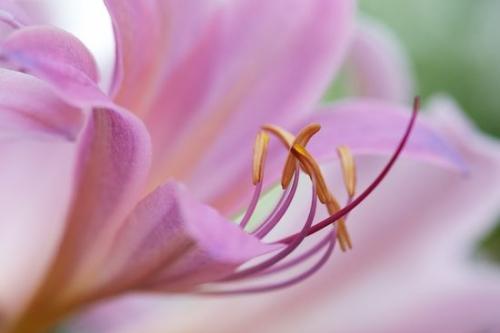 Flower;Surprise Lily;Flora;Petals;Petal;Blossom;Close-up;Flowering;floral;Flowers;Wildflower;botanical