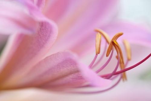 Surprise Lily;Petals;Blossom;Flowering;Petal;Close-up;floral;botanical;Flower;Wildflower;Flowers;Flora