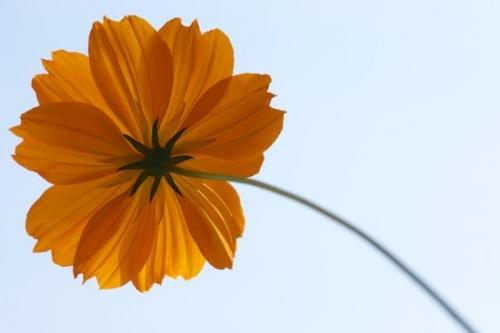 flower;Blossom;Petals;Flowering;Flowers;Cosmos Flowers;Orange;Petal;botanical;Close-up;Gold;Flower;Wildflower;Flora;cosmos;floral;Yellow