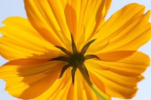 Yellow;Flower;Orange;Wildflower;Blossom;Flowers;flower;Flowering;botanical;Gold;Flora;cosmos;Petals;floral;Close-up;Petal;Cosmos Flowers