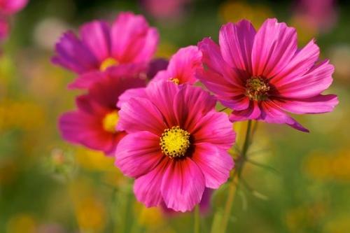 drops;Flowering;Flowers;Petals;Flora;water;Blossom;dew drops;droplet;floral;Petal;Wildflower;dew;Close-up;botanical;dewy;Flower