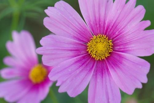 floral;Flower;Flowering;Flowers;dew drops;Petals;Blossom;Wildflower;Petal;dew;drop;Close-up;Cosmos Flowers;droplet;drops;botanical;Flora;dewy