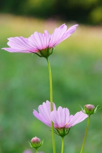 floral;botanical;Cosmos Flowers;Close-up;Wildflower;Blossom;Flower;Petal;Flowering;Flowers;Petals;Flora