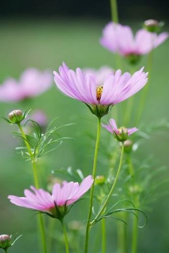 Flowering;floral;Petal;botanical;Petals;Close-up;Blossom;Pink;Flora;Purple;Flowers;Green;Wildflower;Lavender;Flower