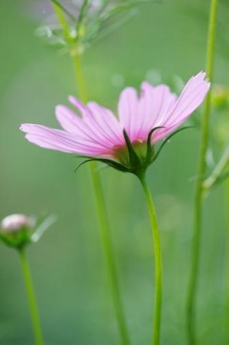 Flowering;Flowers;Flora;botanical;Flower;Petals;floral;Wildflower;Blossom;Close-up;Cosmos Flowers;Petal