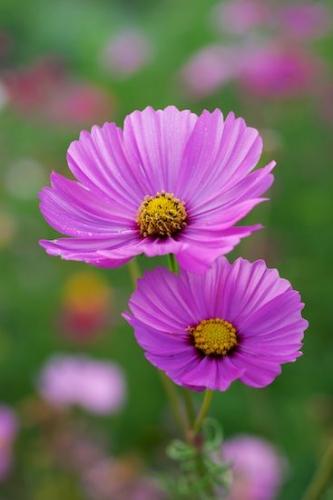 Blossom;botanical;Close-up;Petal;Flower;Flowers;Petals;Wildflower;Flora;Green;Lavender;floral;Purple;Flowering;Pink