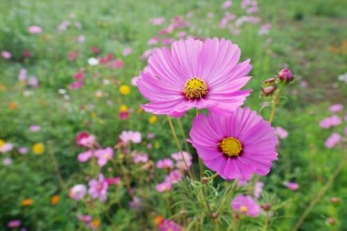 Flowering;botanical;Flowers;floral;Flora;Pink;Green;Lavender;Close-up;Petals;Petal;Purple;Flower;Blossom;Wildflower