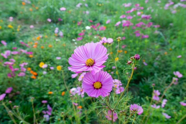 Bloom;Blossom;Blossoms;Botanical;Calm;Close-up;Cosmos;Cosmos Flowers;Dew;Droplets;Drops;Flora;Floral;Floweret;Flowering;Flowers;Flowers & Plants;Healing;Health care;Healthcare;Image type;Lavender;Macro;Minimalism;Nature;Pastoral;Petal;Petals;Photo specs;Pink;Plant;Stock categories;Water;Water Drops;Yellow;bloom;dew drops;dewy;drop;flora;floral;flower;green;landscape;magenta;oneness;orange;peaceful;plants;purple;restful;serene;soothing;tranquil;wildflower;zen