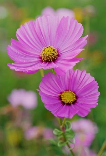 Close-up;Purple;Lavender;botanical;Flower;Blossom;Flowering;Petals;Wildflower;Petal;Green;Pink;floral;Flora;Flowers